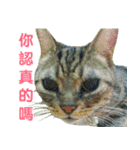 Real CAT.Chinese1（個別スタンプ：6）