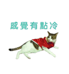 Real CAT.Chinese1（個別スタンプ：7）