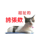 Real CAT.Chinese1（個別スタンプ：8）