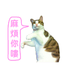 Real CAT.Chinese1（個別スタンプ：9）