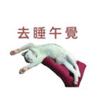 Real CAT.Chinese1（個別スタンプ：10）