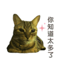 Real CAT.Chinese1（個別スタンプ：11）