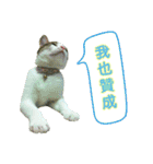 Real CAT.Chinese1（個別スタンプ：15）