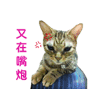 Real CAT.Chinese1（個別スタンプ：16）