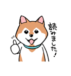 既読についてのエトセトラ 柴犬編（個別スタンプ：1）