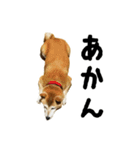 関西弁の柴犬 空ちゃん（個別スタンプ：2）