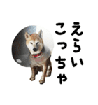 関西弁の柴犬 空ちゃん（個別スタンプ：5）