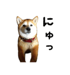 関西弁の柴犬 空ちゃん（個別スタンプ：9）