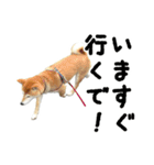 関西弁の柴犬 空ちゃん（個別スタンプ：12）