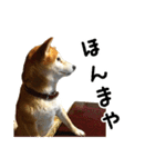 関西弁の柴犬 空ちゃん（個別スタンプ：13）