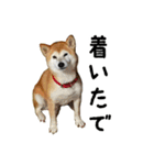 関西弁の柴犬 空ちゃん（個別スタンプ：16）