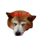 日本 柴犬 19（個別スタンプ：1）