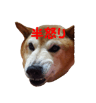 日本 柴犬 19（個別スタンプ：3）