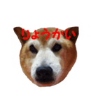 日本 柴犬 19（個別スタンプ：4）