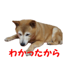 日本 柴犬 19（個別スタンプ：8）