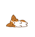 Corgi Dog Kaka - animated sticker vol. 1（個別スタンプ：8）