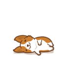 Corgi Dog Kaka - animated sticker vol. 1（個別スタンプ：12）