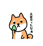 大阪弁の柴犬さん（個別スタンプ：10）