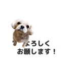 癒し犬が邪魔しちゃってる感じのスタンプ（個別スタンプ：5）