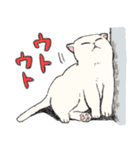 白猫のモチ（個別スタンプ：11）