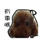 Poodle Wang Wang（個別スタンプ：1）