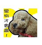 Poodle Wang Wang（個別スタンプ：4）