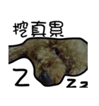 Poodle Wang Wang（個別スタンプ：6）