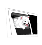 SAMOYED LOVE（個別スタンプ：5）