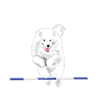 SAMOYED LOVE（個別スタンプ：8）