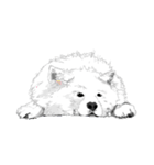 SAMOYED LOVE（個別スタンプ：9）