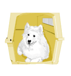 SAMOYED LOVE（個別スタンプ：11）