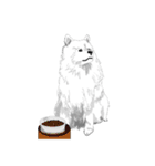 SAMOYED LOVE（個別スタンプ：13）