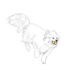 SAMOYED LOVE（個別スタンプ：17）