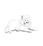 SAMOYED LOVE（個別スタンプ：18）