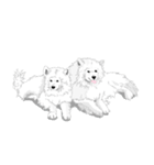 SAMOYED LOVE（個別スタンプ：20）