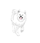 SAMOYED LOVE（個別スタンプ：24）