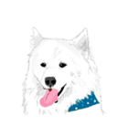 SAMOYED LOVE（個別スタンプ：31）