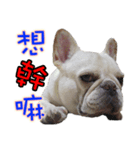 Frenchie in the house（個別スタンプ：1）