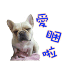 Frenchie in the house（個別スタンプ：3）