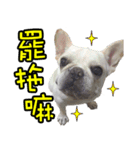 Frenchie in the house（個別スタンプ：4）