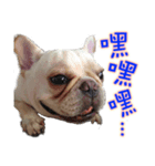 Frenchie in the house（個別スタンプ：5）