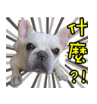 Frenchie in the house（個別スタンプ：6）