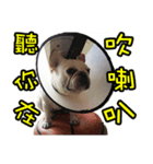 Frenchie in the house（個別スタンプ：8）