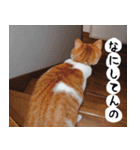 日本猫の銀ちゃん 写真バージョン4（個別スタンプ：1）