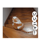 日本猫の銀ちゃん 写真バージョン4（個別スタンプ：2）