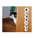 日本猫の銀ちゃん 写真バージョン4（個別スタンプ：3）