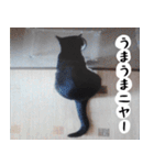 日本猫の銀ちゃん 写真バージョン4（個別スタンプ：6）