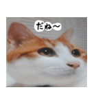 日本猫の銀ちゃん 写真バージョン4（個別スタンプ：7）