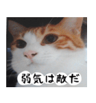 日本猫の銀ちゃん 写真バージョン4（個別スタンプ：8）