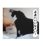 日本猫の銀ちゃん 写真バージョン4（個別スタンプ：9）
